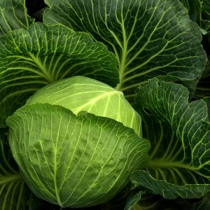 Green Cabbage